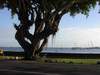 Les Ficus "BENJAMINUS" du port d'Apia